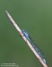 Šidélko kroužkované (Vážky), Enallagma cyathigerum, Zygoptera (Odonata)